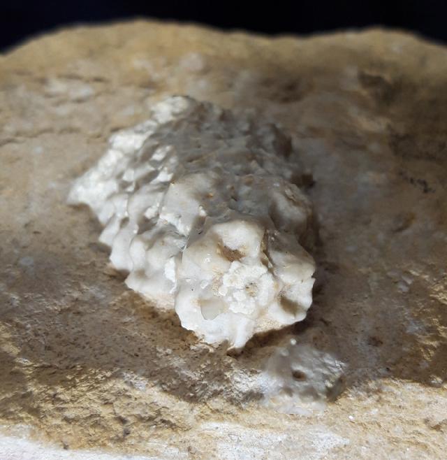 Teleiocrinus rudis (HALL 1859) - Bild &copy; FossNet FossilienStore